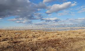 Image result for Sorghastrum fuscescens