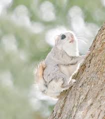 Species of flying squirrels possess a patagium, which is a skin membrane used in gliding. 15 Facts Photos Adorable Japanese Siberian Flying Squirrels Cutest Animal On Earth Reckon Talk