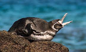 Lifespan, distribution and habitat map, lifestyle and social behavior, mating habits, diet and nutrition, population size and status. Galapagos Penguin Species Galapagos Conservation Trust