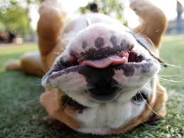 Share the best gifs now >>>. Fat Dogs Wallpapers Wallpaper Cave