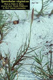 Image result for Sporobolus spicatus