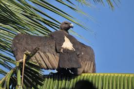 May 02, 2019 · a total of 16 vulture species are considered old world species, though future splits or lumps between similar species could change that total. Saving Vultures Conservation India