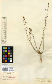 Image result for Orthosiphon schimperi