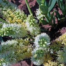 Image result for Elephantorrhiza suffruticosa