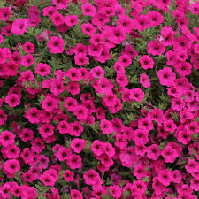 PETUNIA HYBRIDA (PURPLE VELVET) - The best trailing petunia from seed.  Stunning in hanging baskets, performing bett… | Petunias, Petunia flower,  Container gardening