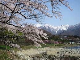 水上温泉(諏訪峡付近)の桜｜花見特集2023