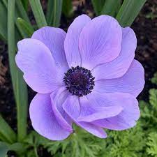 Pin On Secret Garden