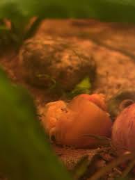 Image result for Senecio polyanthemoides