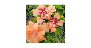Image result for Hibiscus platycalyx