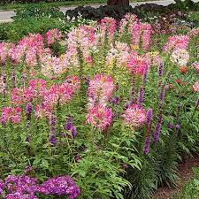 Image result for Cleome spinosa
