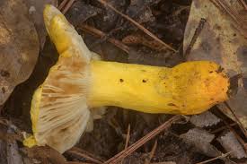 Image result for Russula flavida
