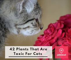 A type of rhododendron, azaleas contain a poisonous substance called grayanotoxin, which can cause vomiting, diarrhoea, and even blindness and comas in cats and dogs. 42 Plants That Are Toxic For Cats And Kittens Blog Petcloud