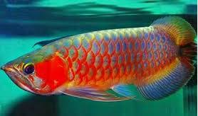 Jika m anfish adalah salah satu pilihan untuk mengisi akuarium hias, sangat disarankan jangan mencampurnya dengan jenis ikan hias air tawar guppy dan neon, karena ikan hias m anfish bisa memakan kedua ikan hias tersebut. Jenis Ikan Hias Air Tawar Terlengkap Dari Semua Kategori Ikan Hias Air Tawar Laut Dan Aquarium
