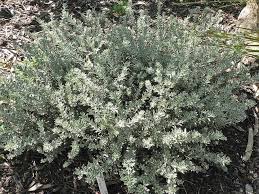 Image result for Rhagodia