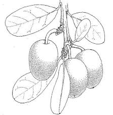 Image result for Ximenia afra