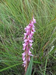 Image result for Monopsis zeyheri