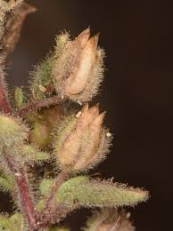 Image result for Anticharis