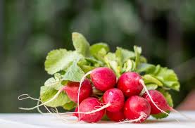 Cherry belle is one of the most popular choices, which is a compact table radish that typically requires up to 25 days to reach maturity. The Indoor Gardener Hydroponics Indoor Gardening And More