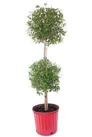 Image result for Eugenia aschersoniana