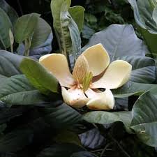 Image result for Magnolia delavayi