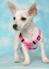 We did not find results for: Taco Terrier Toy Fox Terrier Chihuahua Mix Pets Lovers