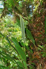 Image result for Elaphoglossum kivuense