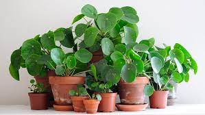 The pilea is an easy plant to propagate because the plant makes her own babies. Caring For The Pilea Peperomioides The Best Tips From A Plant Lover Bulbo