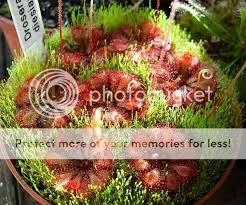 Image result for Drosera dielsiana