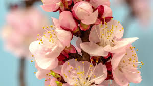 Plant your apricot trees with a northern orientation. Apricot Flower Blossoming Moving Time Stock Footage Video 100 Royalty Free 1027986212 Shutterstock
