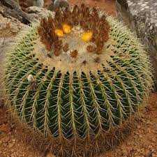 Specifically, forest or jungle cacti need watering to know how to properly water your plant, you should first identify if it is a cactus or other type of succulent. Cacti And Succulents Identification Echinocactus Grusonii Cactus Cacti And Succulents