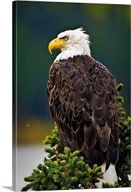 We did not find results for: Side View Of American Bald Eagle Perched On Evergreen Branch Wall Art Canvas Prints Framed Prints Wall Peels Great Big Canvas