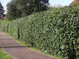 Efeu Berankt Einen Zaun Komplett Super Rankpflanze Um Sichtschutz Auf Grosser Flache Zu Erzielen Gesehen In Knokke Sichtschutz Efeu Rankende Pflanze Pflanzen