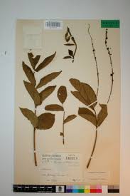 Image result for Brucea antidysenterica