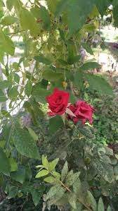 Check spelling or type a new query. 35 Ideas For Rose Whatsapp Dpz Alice T Jones