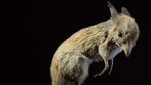 Species That Have Gone Extinct In The Past 150 Years The Delite