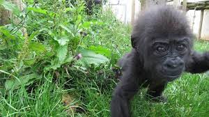 Bristol Zoo's C-section baby gorilla can be 'very stroppy' - BBC News