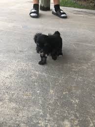 We did not find results for: Morkie Puppies For Sale Miami Fl 278398 Petzlover