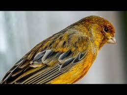 O Que Canario Da Terra Come Canario Belga Canto Campainha Belgian Canary Song Youtube Canary Singing Canary Birds Canary