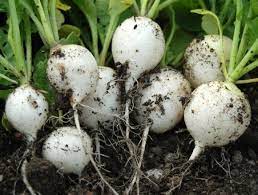 Radish White Hailstone Radish Premier Seeds Direct Ltd