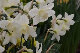 Narcissus Pueblo Long Flowering Multi Headed Long Flowers Narcissus Daffodils