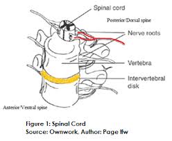 4 separate vertebrae before birth which fuse together into 1 bone during early years of life. Difference Between Spinal Cord And Backbone Compare The Difference Between Similar Terms
