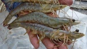 Indonesia Berpotensi Jadi Eksportir Udang Vaname Terbesar Dunia Lain Lain