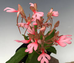Image result for Habenaria