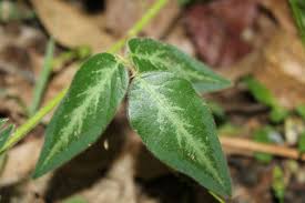 Image result for Desmodium uncinatum