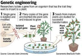 Transgenic organism's outstanding troubleshooters can. Genetically Modified Organisms Comprehensive Notes Civilsdaily