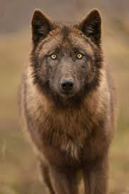 Pin By Mary Reece On Wolf Wolfdog Husky Wolf Dog Beautiful Wolves Wild Wolf