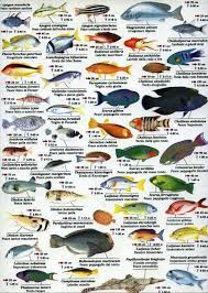 Indian Ocean Fish Www Fishinaddict Com Marine Fish Sea