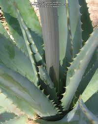 Image result for Aloe littoralis