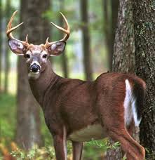 Check spelling or type a new query. Deer And Rabbit Resistant Plants Ken S Gardens