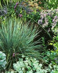 Maybe you would like to learn more about one of these? 9 Best Drought Tolerant Plants Drought Resistant Flowers Grasses Vines And More